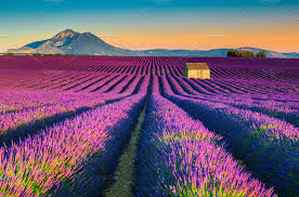 Provence 